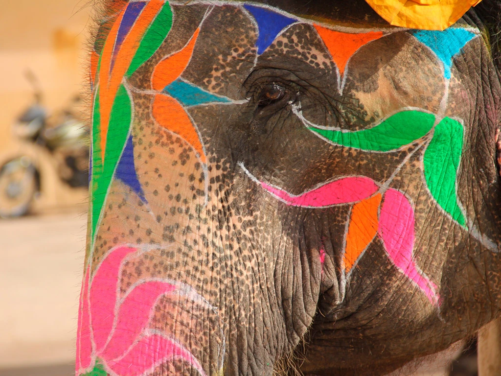 India Monsooned Malabar AA - Afbeelding 3